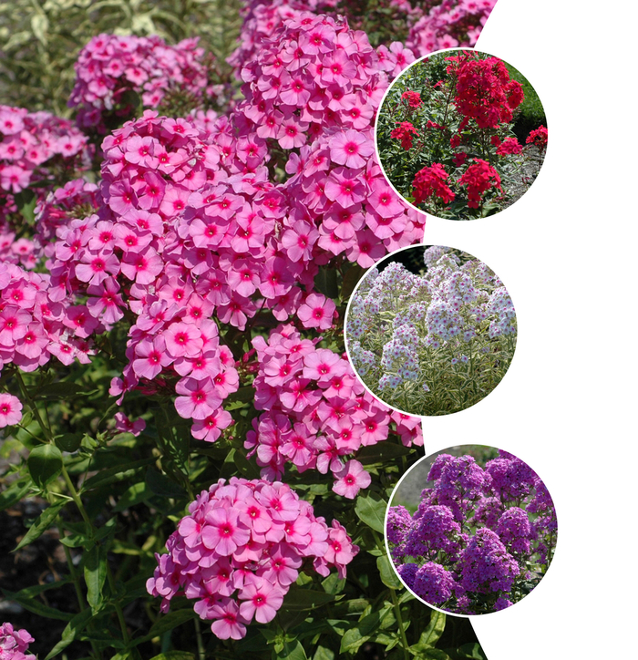 Phlox paniculata - Assorted Varieties from WNLKG Wildwood Nursery LKG