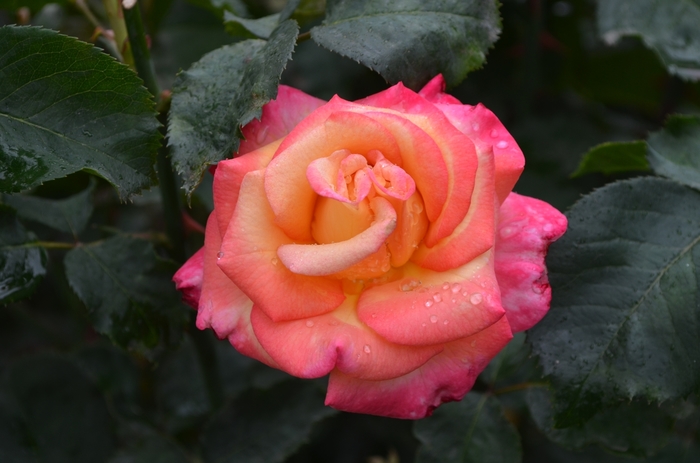 Rose 'Dream Come True' - Grandiflora from WNLKG Wildwood Nursery LKG