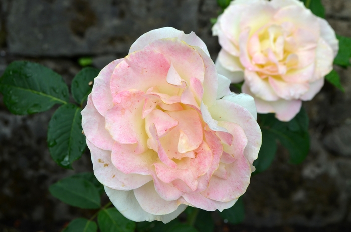 'Gold Medal®' Rose - Rosa from WNLKG Wildwood Nursery LKG