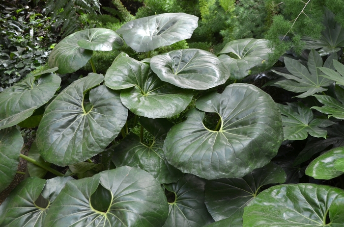 Tractor Seat plant - Farfugium japonicum from WNLKG Wildwood Nursery LKG
