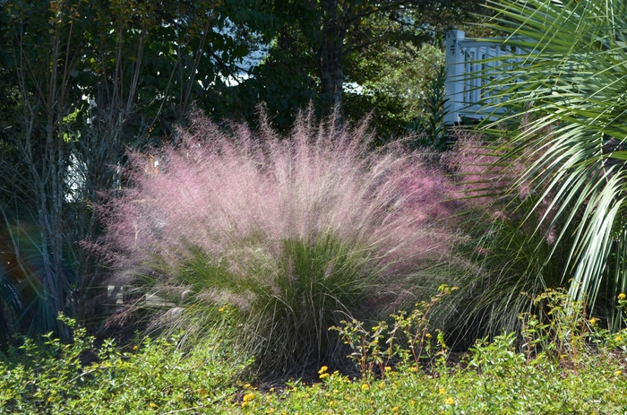 Muhlygrass - Muhlenbergia capillaris from WNLKG Wildwood Nursery LKG