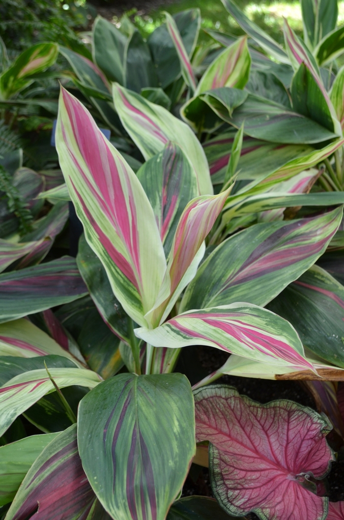  Cordyline 'Exotica' - from WNLKG Wildwood Nursery LKG