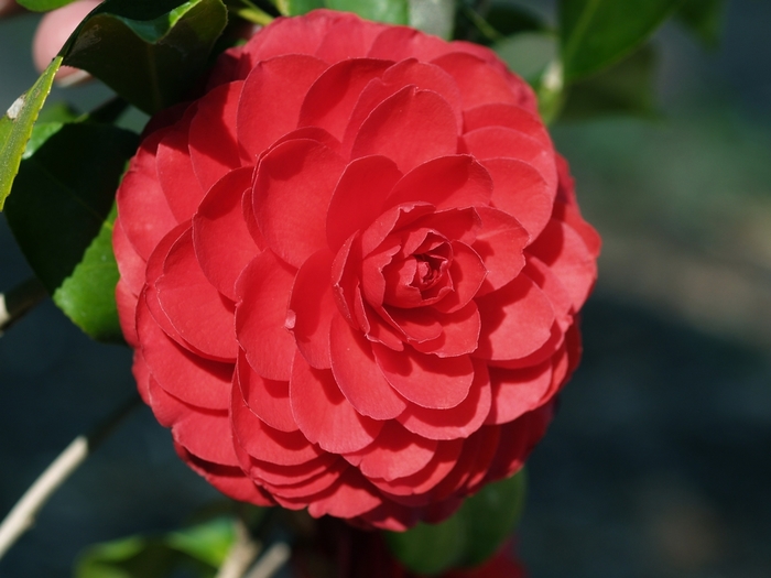 Camellia japonica - 'Black Tie' from WNLKG Wildwood Nursery LKG