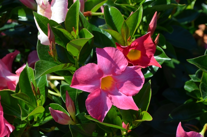 Dipladenia - Multiple Colors from WNLKG Wildwood Nursery LKG