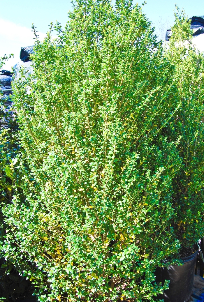 Holly - 'Steeds' from WNLKG Wildwood Nursery LKG
