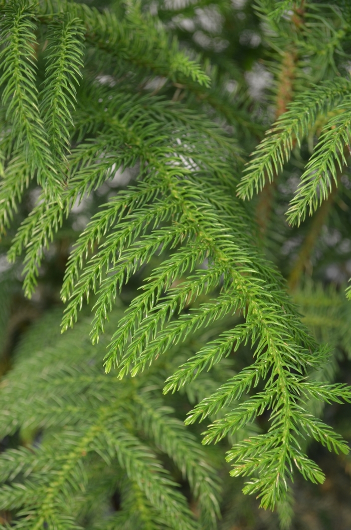 Norfolk Island Pine - Araucaria heterophylla from WNLKG Wildwood Nursery LKG