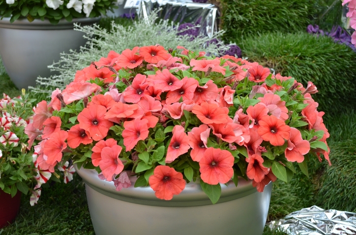 Petunia - 'Perfectunia® Mandarin' from WNLKG Wildwood Nursery LKG