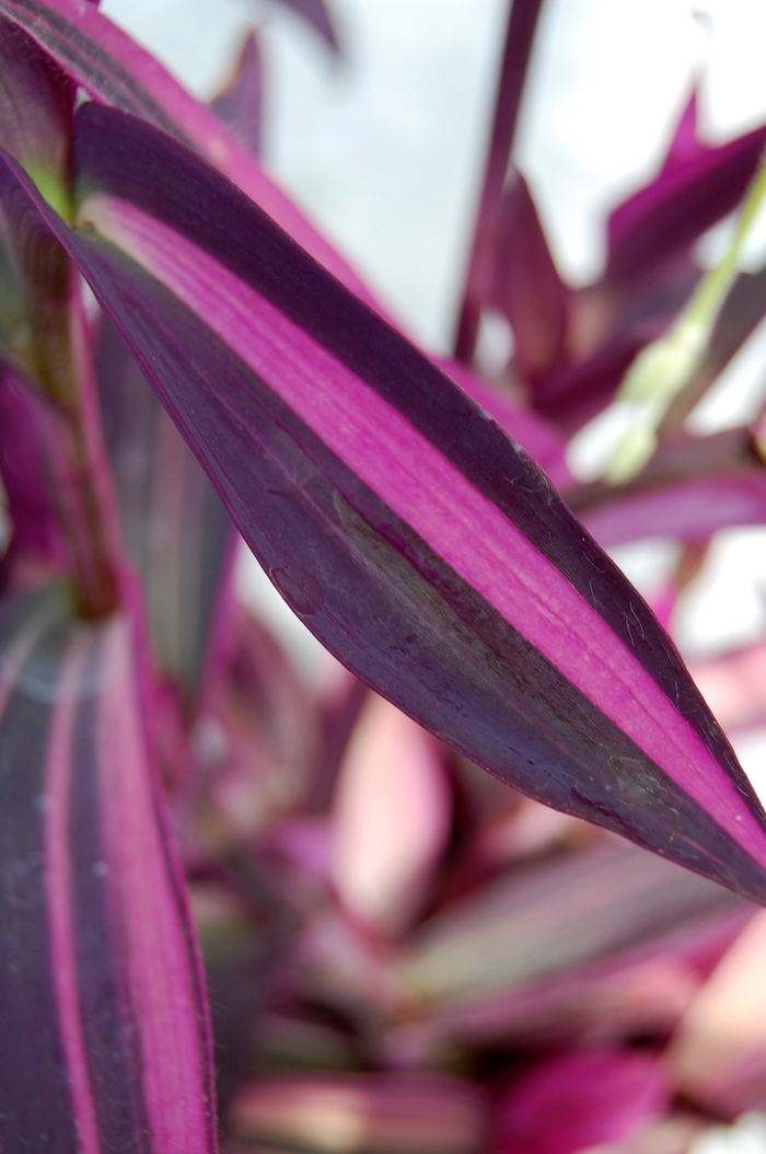 Setcreasea - Variegated from WNLKG Wildwood Nursery LKG
