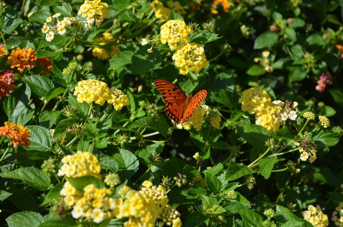 Lantana - 'Chapel Hill Yellow' from WNLKG Wildwood Nursery LKG