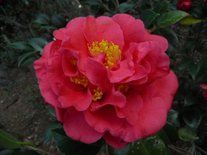 Camellia - 'Kramer's Supreme' from WNLKG Wildwood Nursery LKG