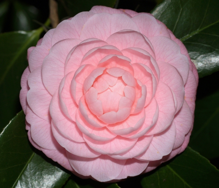 Camellia - 'Pink Perfection' from WNLKG Wildwood Nursery LKG