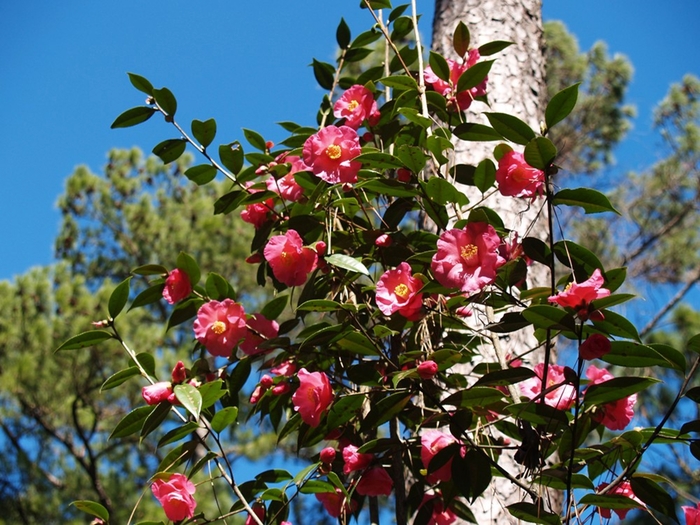 Camellia - 'Crimson Candles' from WNLKG Wildwood Nursery LKG