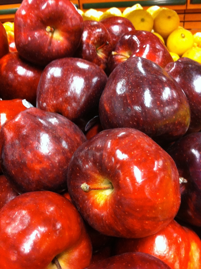 'Red Delicious' Apple - Malus domestica from WNLKG Wildwood Nursery LKG