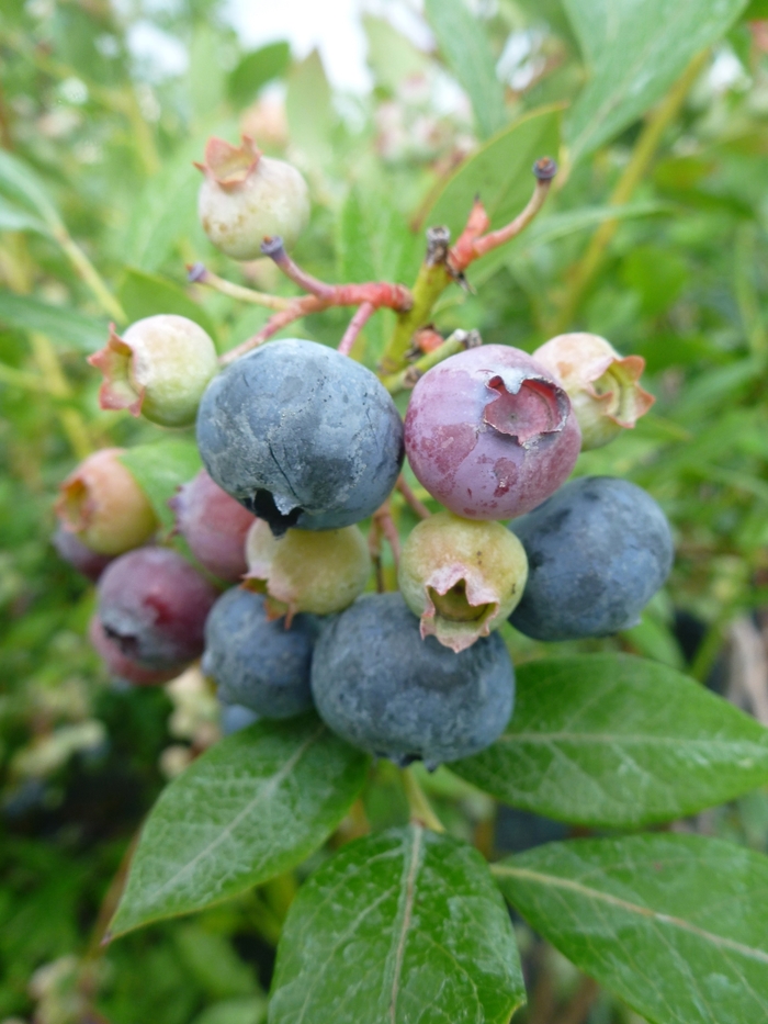 Blueberry - 'Legacy' from WNLKG Wildwood Nursery LKG