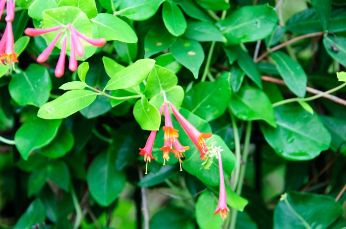 ''Major Wheeler'' Honeysuckle Vine - Lonicera sempervirens from WNLKG Wildwood Nursery LKG