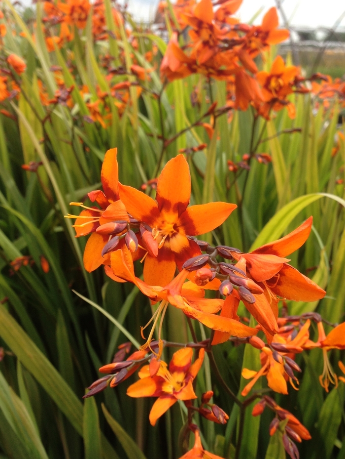 'Emily Mckenzie' Monbretia - Crocosmia from WNLKG Wildwood Nursery LKG