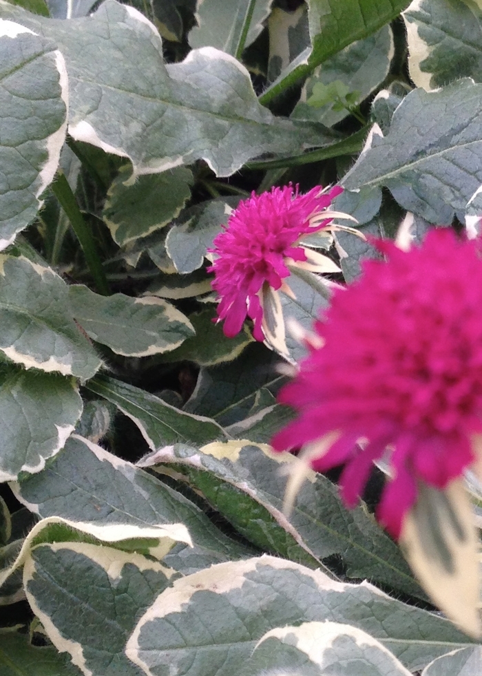 'Thunder and Lightning' - Knautia macedonica from WNLKG Wildwood Nursery LKG