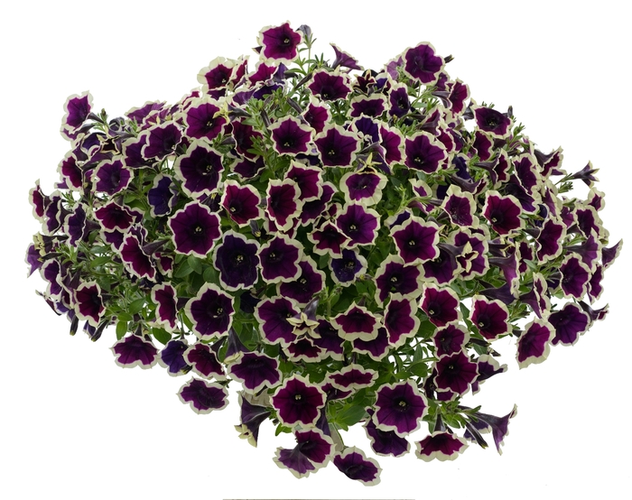 Petunia 'Cascadias' Variety - Multiple Colors from WNLKG Wildwood Nursery LKG