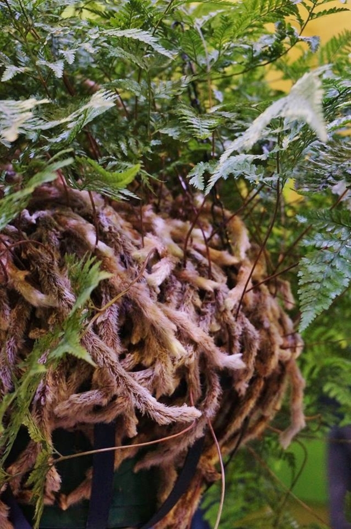 Rabbit's Foot Fern - Davallia feejeensis (Rabbit's Foot Fern) from WNLKG Wildwood Nursery LKG
