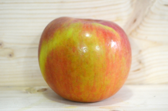 'Fuji' Apple - Malus domestica from WNLKG Wildwood Nursery LKG