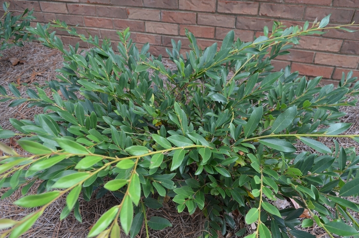 Distylium - 'Vintage Jade' from WNLKG Wildwood Nursery LKG