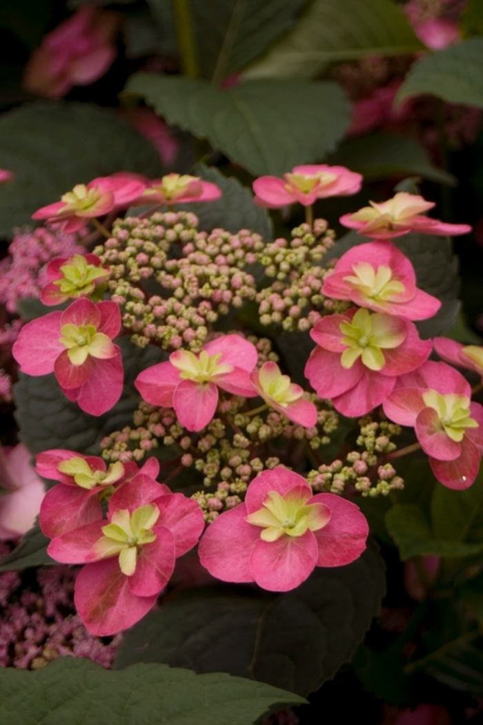 'Tuff Stuff&trade;' Mountain Hydrangea - Hydrangea serrata from WNLKG Wildwood Nursery LKG