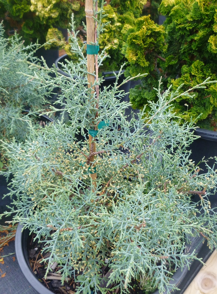 'Carolina Sapphire' Arizona Cypress - Cupressus arizonica from WNLKG Wildwood Nursery LKG