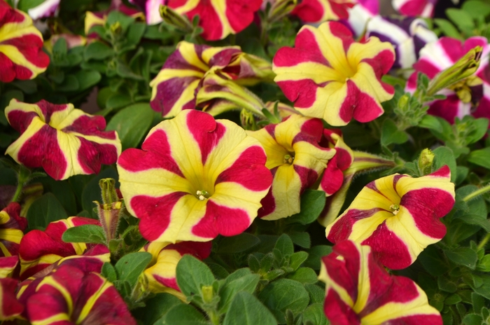 Petunia 'Amore™' Variety - Multiple Colors from WNLKG Wildwood Nursery LKG