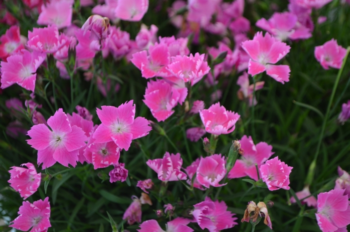 Dianthus pink - from WNLKG Wildwood Nursery LKG