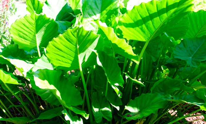 'California' Elephant Ear - Alocasia from WNLKG Wildwood Nursery LKG