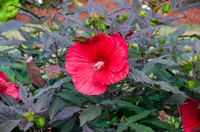 Hibiscus - 'Midnight Marvel' from WNLKG Wildwood Nursery LKG