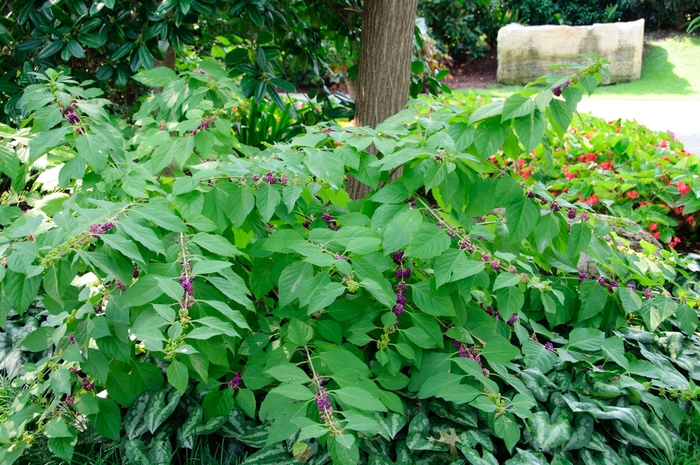 Beautyberry - Callicarpa americana from WNLKG Wildwood Nursery LKG