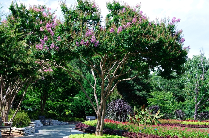 Crape Myrtle - 'Catawba' from WNLKG Wildwood Nursery LKG