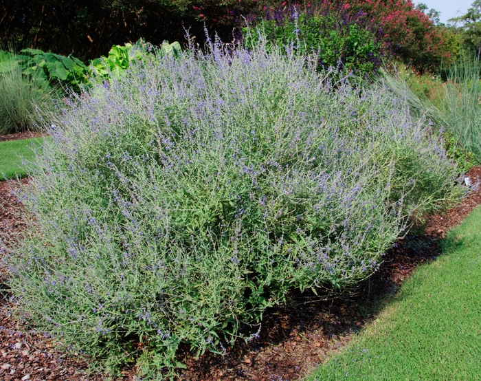 Russian Sage - 'Crazy Blue' from WNLKG Wildwood Nursery LKG