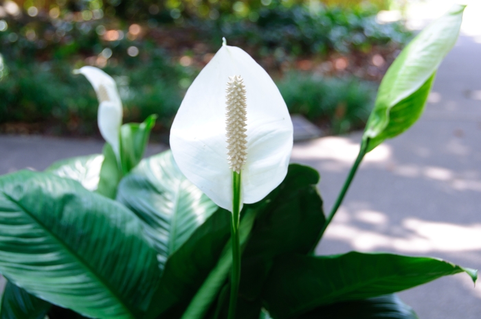 Peace Lily - Spathiphyllum wallisii from WNLKG Wildwood Nursery LKG
