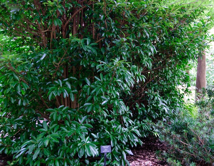 Viburnum - 'Chindo' from WNLKG Wildwood Nursery LKG