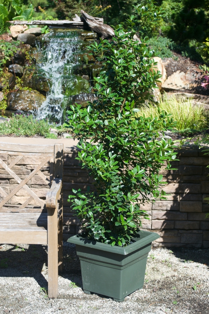 Holly - 'Oakleaf' from WNLKG Wildwood Nursery LKG