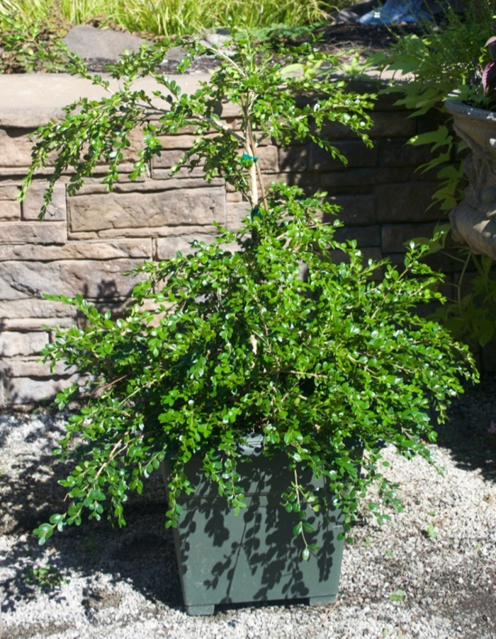 'Weeping' Boxwood - from WNLKG Wildwood Nursery LKG