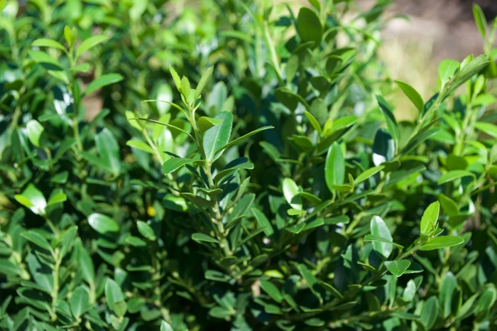 Holly - 'Hoogendorn' from WNLKG Wildwood Nursery LKG