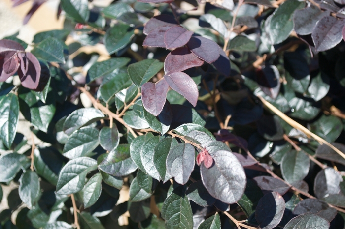 'Dark Fire' Chinese Fringe-flower - Loropetalum chinense from WNLKG Wildwood Nursery LKG
