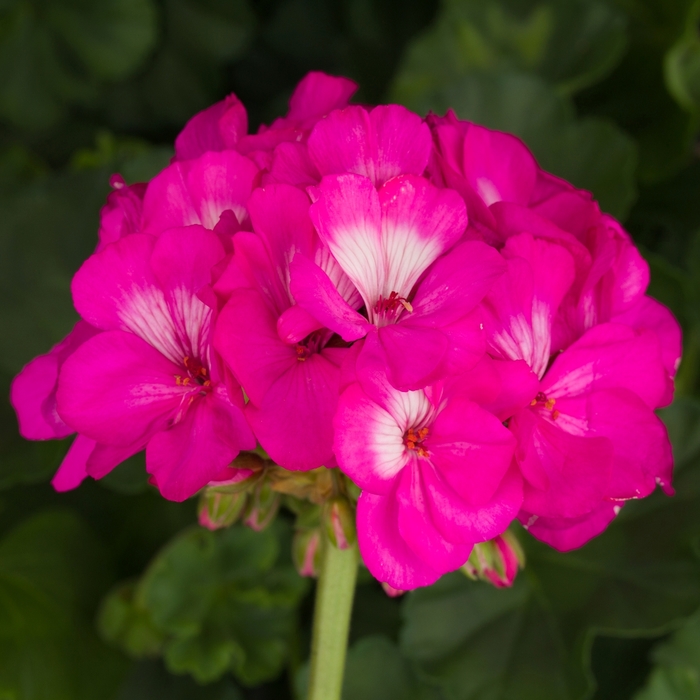 Geranium Tango™ Variety - Multiple Colors from WNLKG Wildwood Nursery LKG