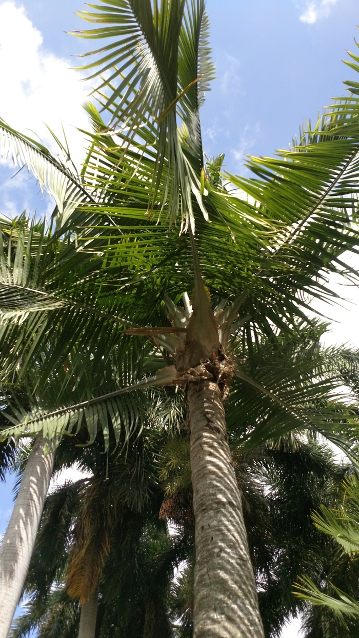 Majesty Palm - Ravenea rivularis from WNLKG Wildwood Nursery LKG