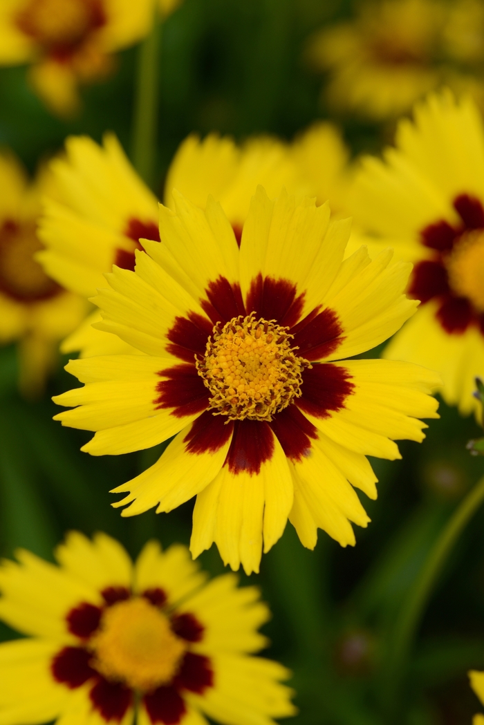 'SunKiss' Tickseed - Coreopsis grandiflora from WNLKG Wildwood Nursery LKG