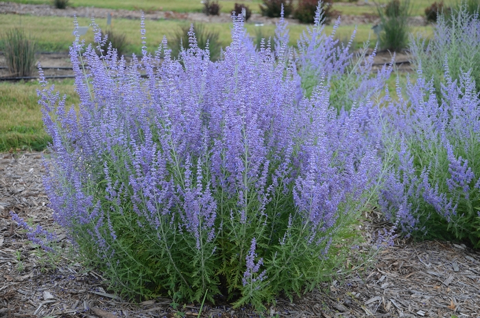 'Blue Jean Baby' Russian Sage - Perovskia atriplicifolia from WNLKG Wildwood Nursery LKG