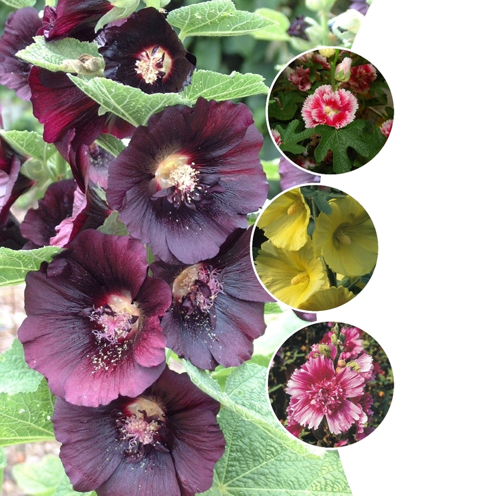 Hollyhock - Multiple Varieties from WNLKG Wildwood Nursery LKG