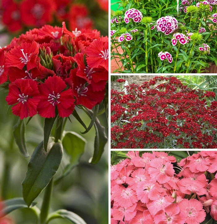 Sweet William Dianthus - assorted colors from WNLKG Wildwood Nursery LKG