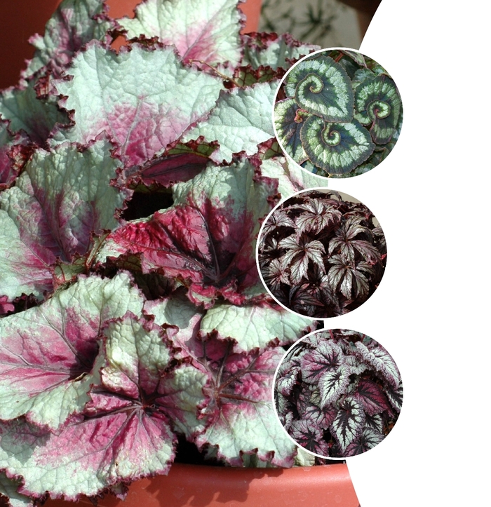 Rex Begonia - Multiple Varieties from WNLKG Wildwood Nursery LKG