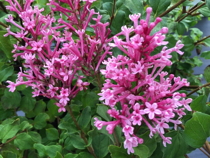 Bloomerang® 'Dwarf Pink' - Syringa (Lilac) from WNLKG Wildwood Nursery LKG