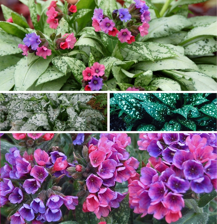 'Multiple Varieties' Lungwort - Pulmonaria from WNLKG Wildwood Nursery LKG