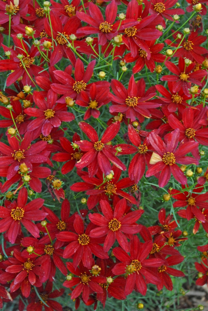 Coreopsis verticillata (Tickweed) - Sizzle & Spice® ''Hot Paprika'' from WNLKG Wildwood Nursery LKG